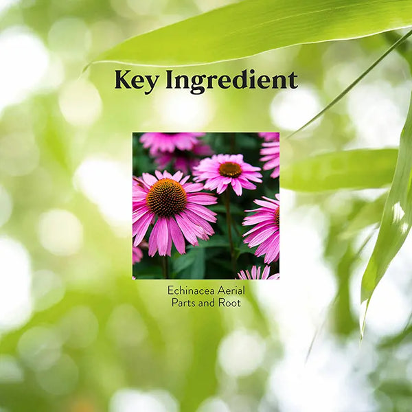 Echinacea Purpurea (180 Caps)
