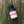 Horsetail