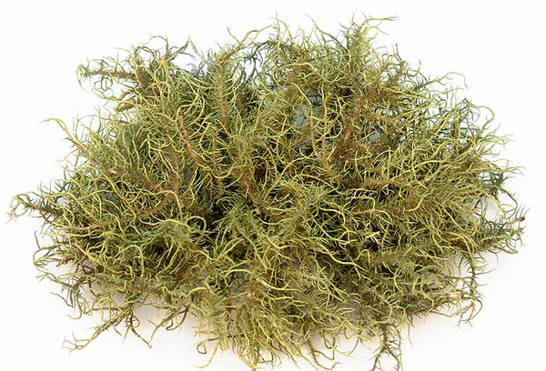 Usnea, bulk (oz)