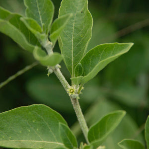 Ashwagandha *Alcohol-Free