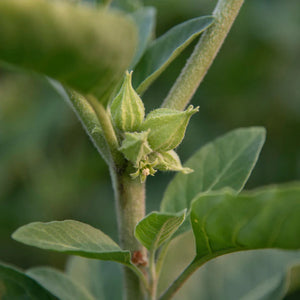 Daily Stress Balance