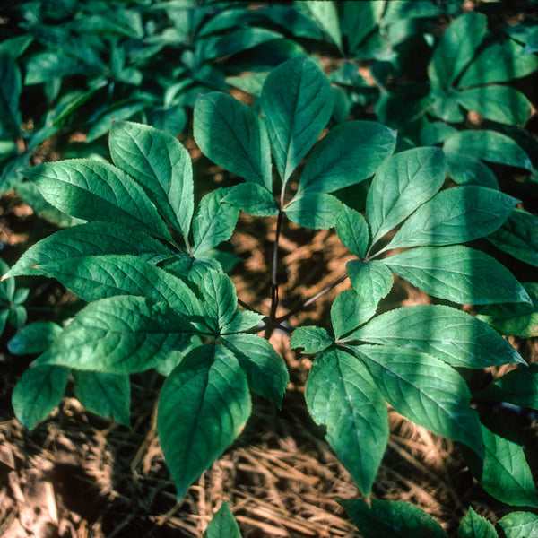 Asian Ginseng