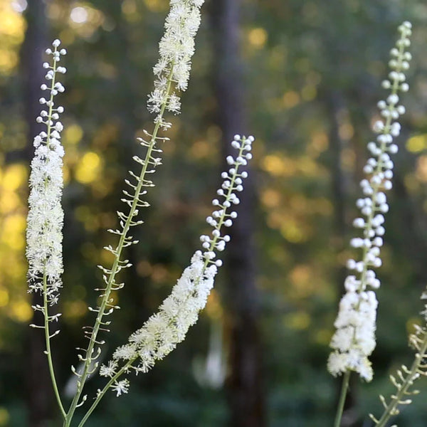 Black Cohosh