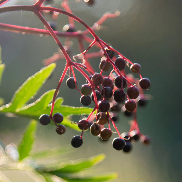 Kids Black Elderberry