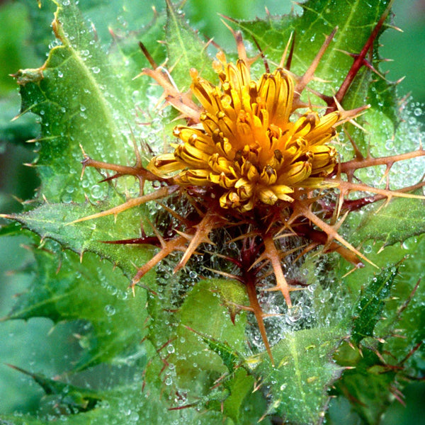 Blessed Thistle