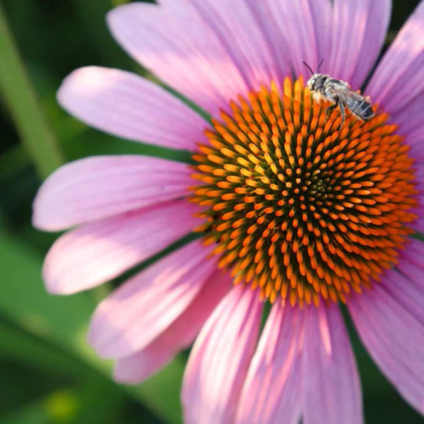 Super Echinacea