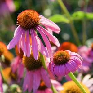 Echinacea, Alcohol Free