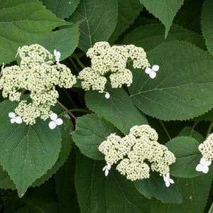 Hydrangea