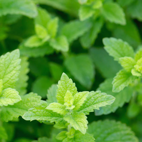 Lemon Balm