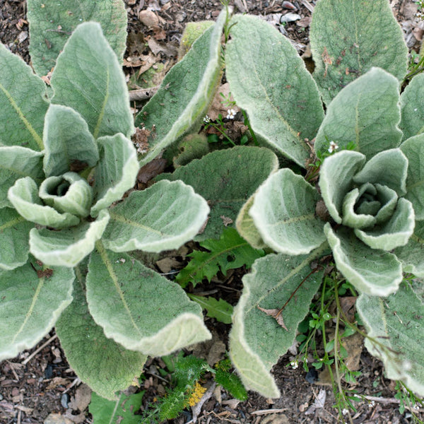 Mullein Blend