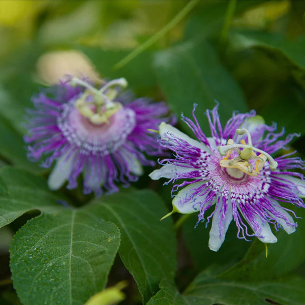 Passionflower