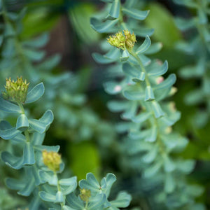 Daily Stress Balance