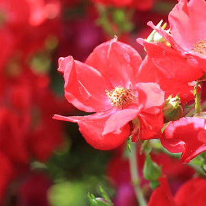 Daily Stress Balance