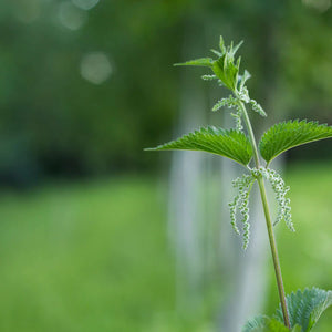 Stinging Nettle *Alcohol-Free